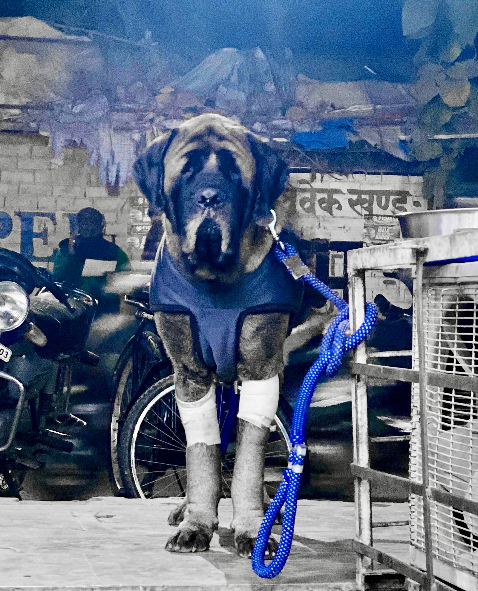 English Mastiff bandaged legs vest standing strong — resilience metaphor for Aatma Nirbhar self reliance not giving up